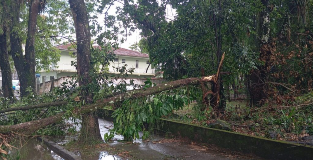 Temporal causa destelhamentos, queda de árvores e interdições em Joinville