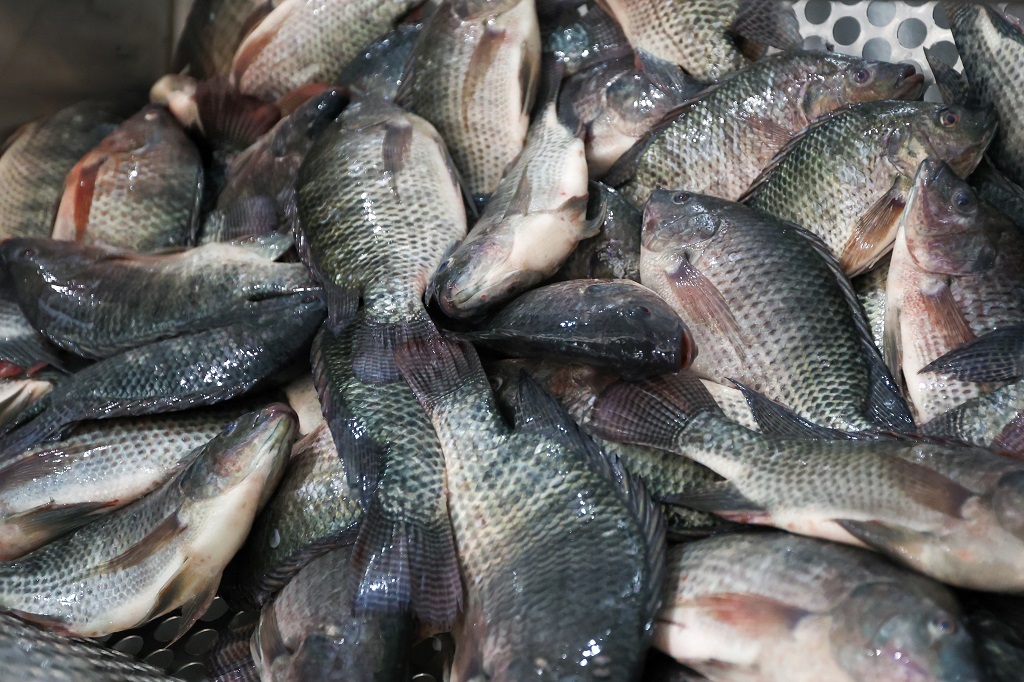  - IMAGEM DIVULGAÇÃO