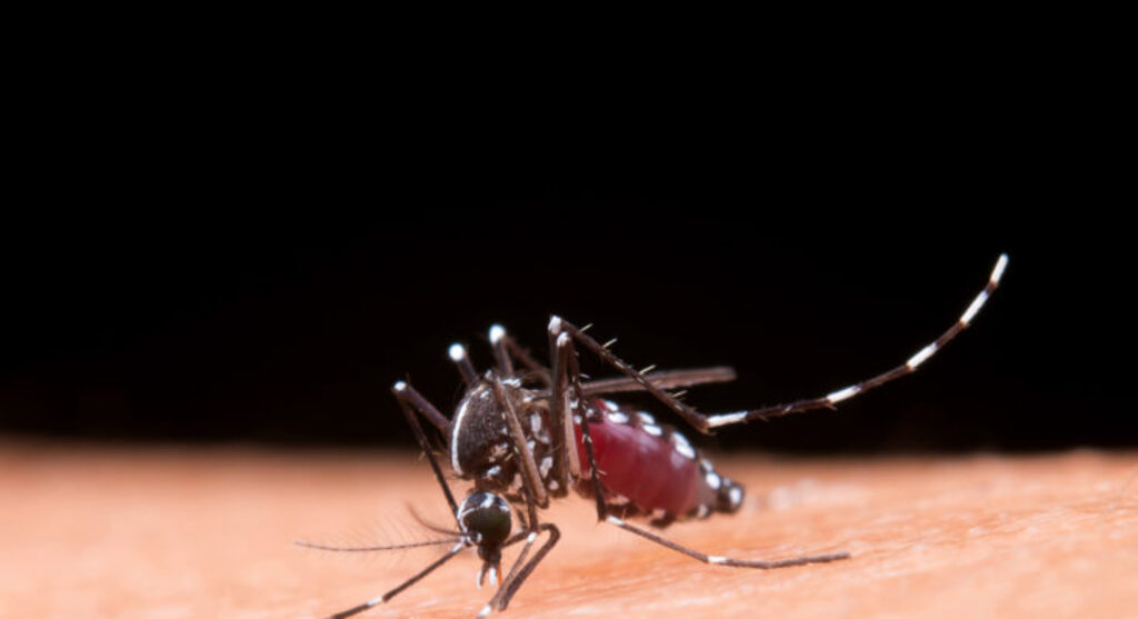 Saneamento: um dos principais aliados no combate à dengue