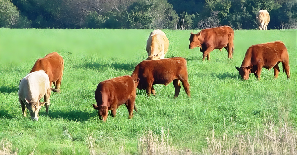 Alto Vale do Itajaí lidera valorização do gado em SC em ano de recordes para o agronegócio
