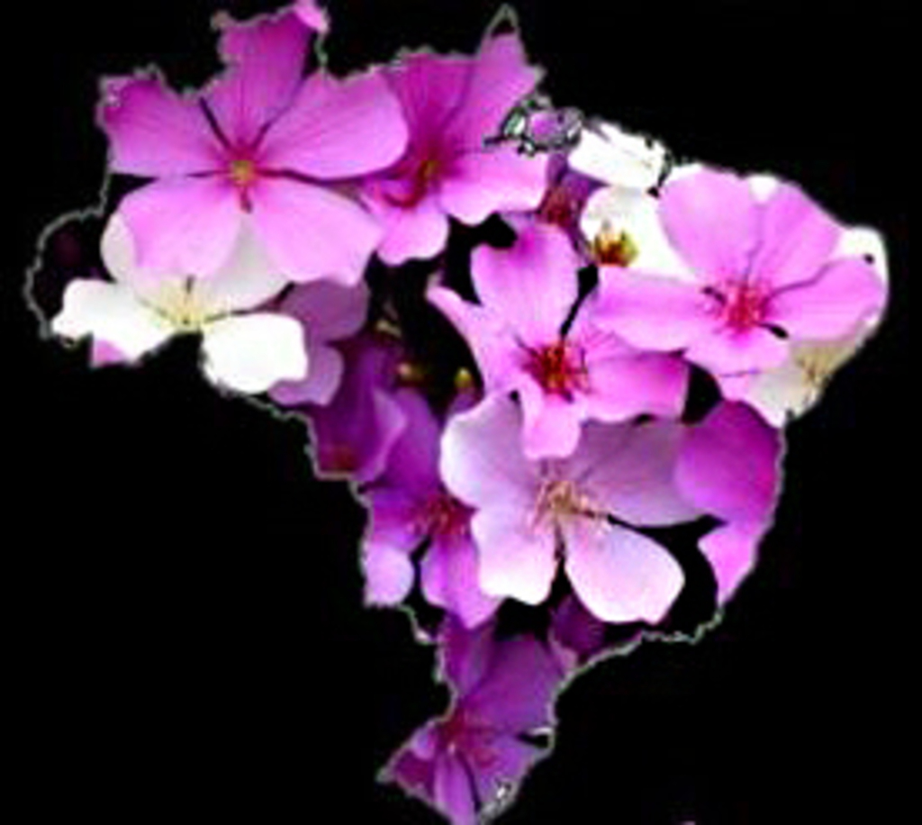 JACATIRÃO, A FLOR DO BRASIL