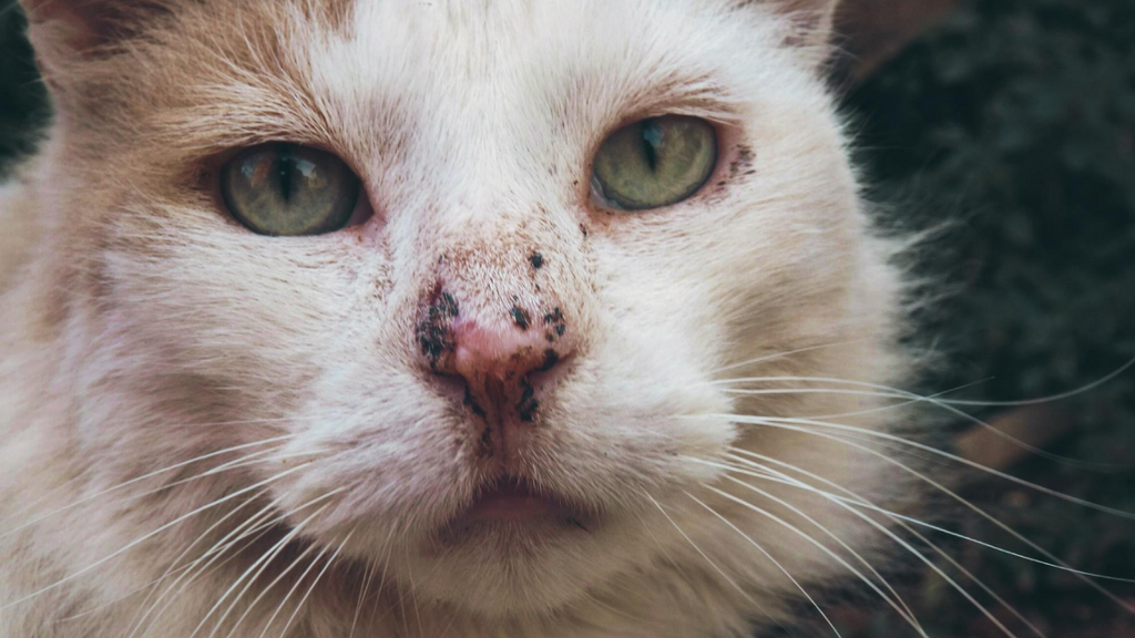 Imagem principal artigo