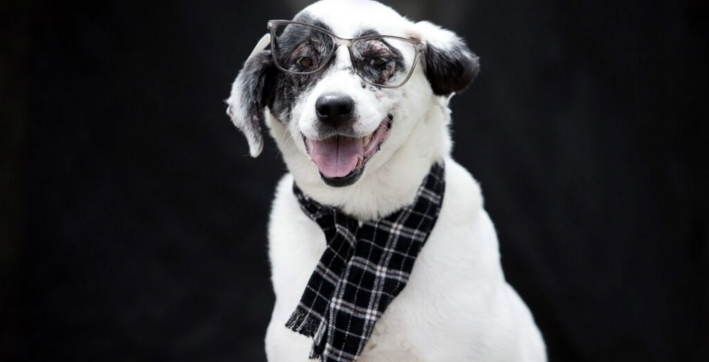 Feira de adoção em Joinville incentiva adoção de cães idosos neste sábado na Arena