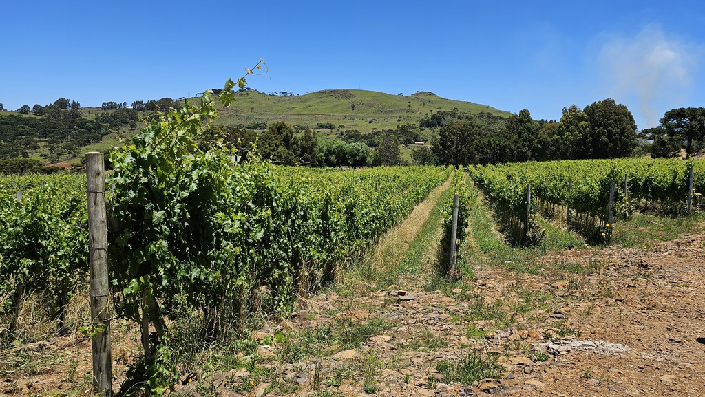Enoturismo, onde a natureza, a tranquilidade e sabores se encontram