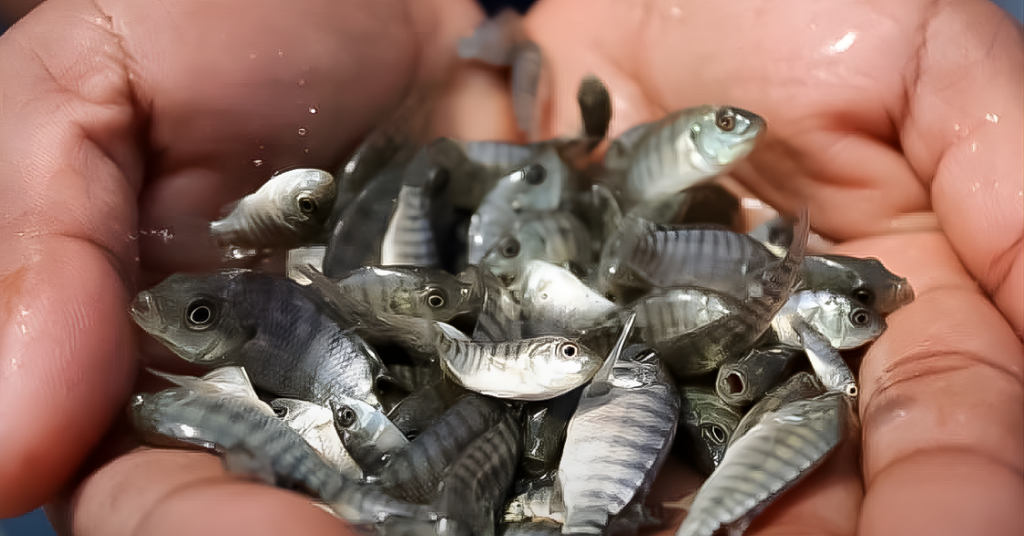 ​Campanha de Alevinos 2026 é lançada em Rio do Campo