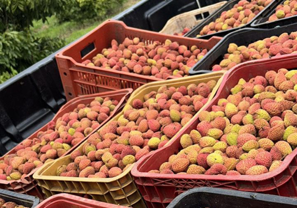 Produção de frutas exóticas