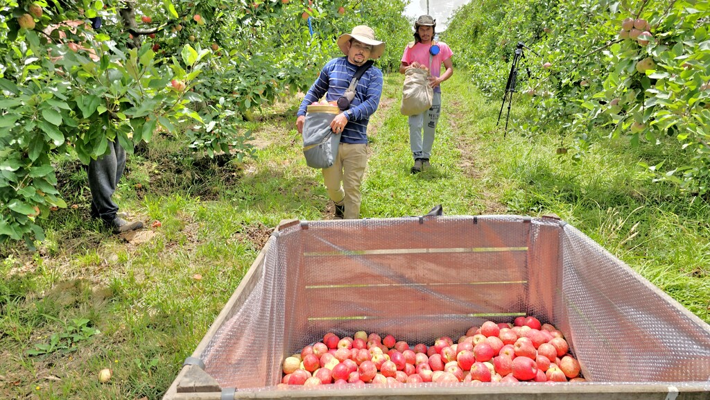 Maçã é produto sensível no acordo Mercosul e União Europeia
