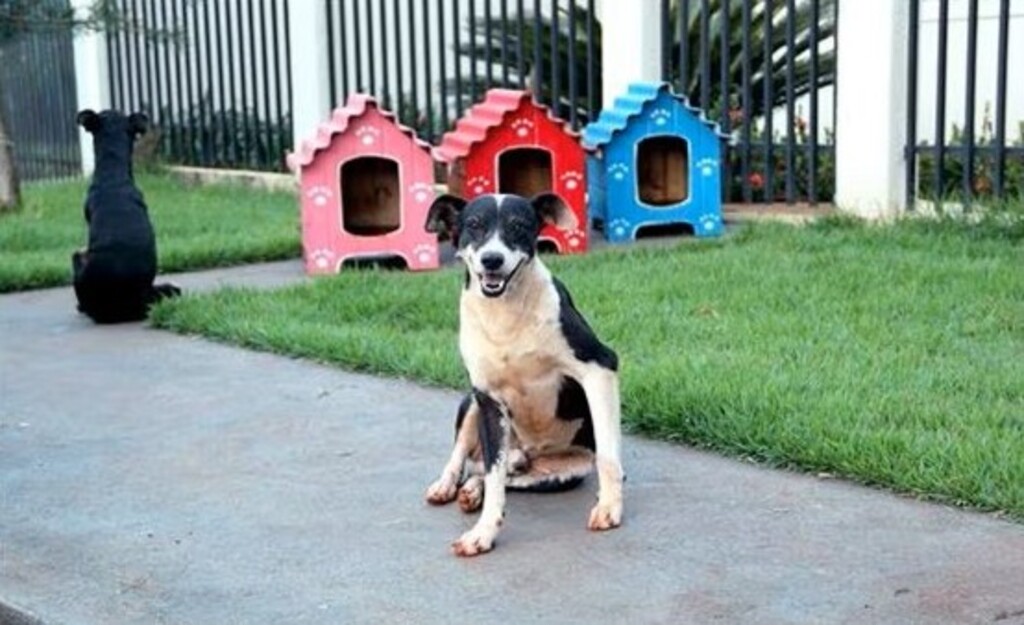 Santa Catarina sanciona lei que reconhece e protege cães e gatos comunitários