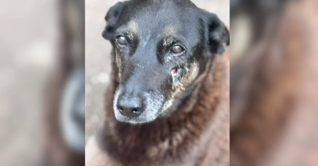 Investigados pela morte do cão Orelha são alvos de mandados da polícia em SC