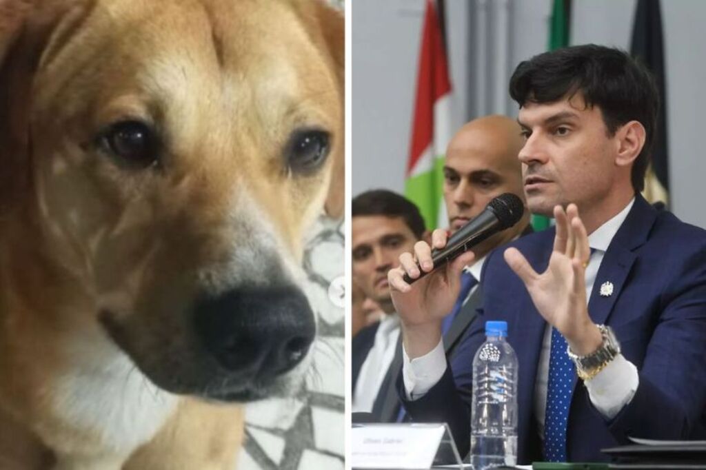Foto: Reprodução/Redes sociais - Cão Caramelo é adotado por delegado-geral da PCSC