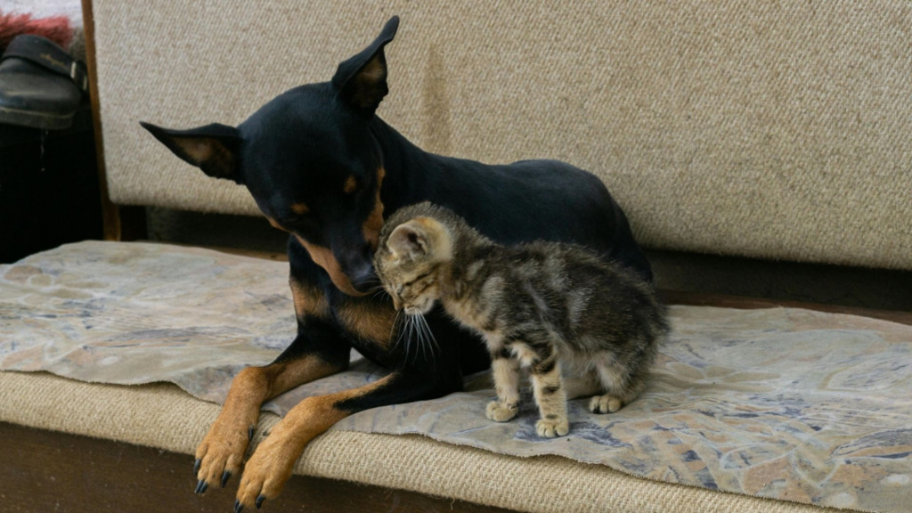 Prefeitura de Canoinhas abre inscrições para mutirão de castração