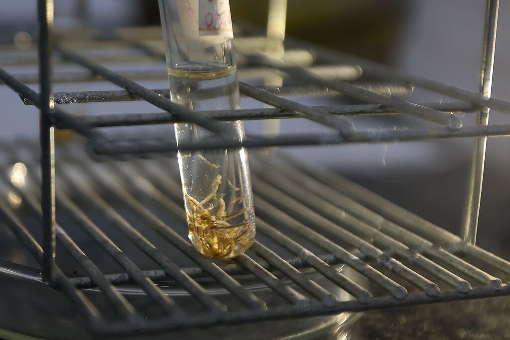 Secretaria reforça a necessidade das medidas de prevenção contra a doença