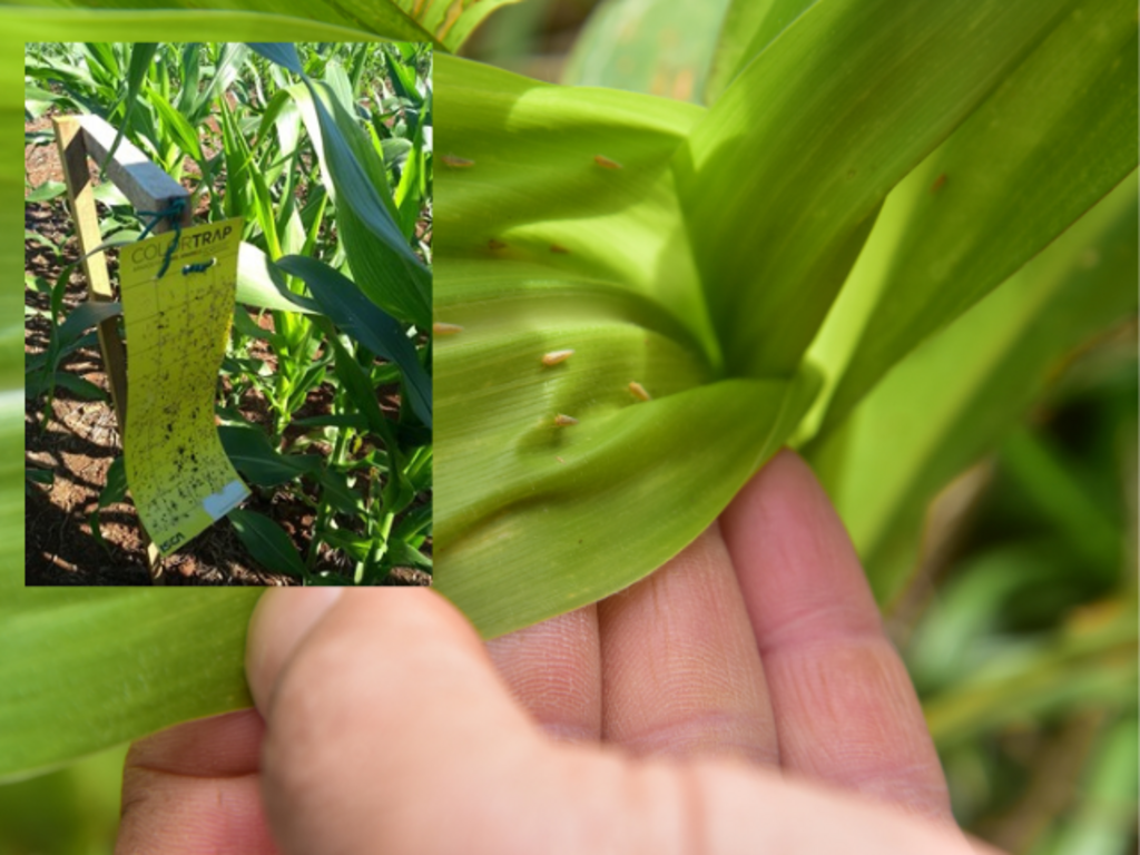 Epagri alerta produtores sobre alta infectividade de cigarrinhas-do-milho