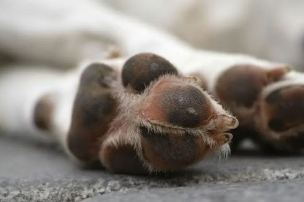 Tutor quebra pata de cachorra e ameaça companheira em Rio Negrinho