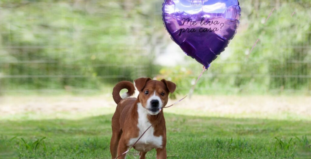 Feira de adoção do CBEA leva filhotes e cães adultos à Arena Joinville neste sábado