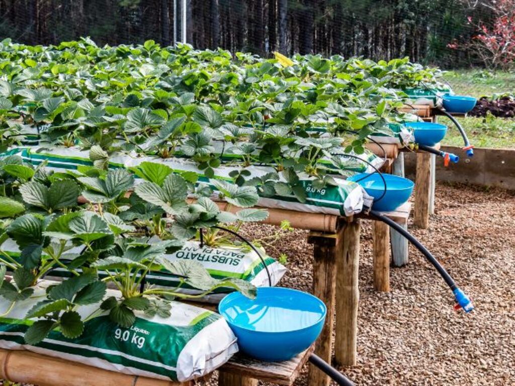 FOLDER DA EPAGRI ENSINA A FAZER ARMADILHA PARA CONTROLE DE PRAGA DO MORANGUEIRO