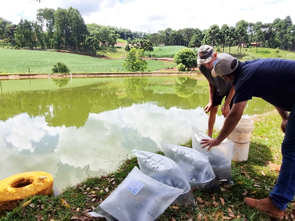 AGRICULTURA DE PIRATUBA ABRE INSCRIÇÕES PARA AQUISIÇÃO DE ALEVINOS