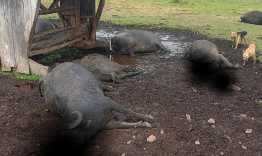 Raio mata gado e búfalos em propriedade rural no interior de