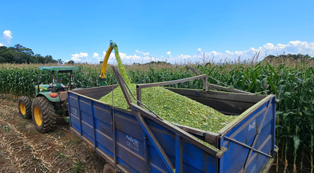 Colheita da silagem tem prioridade