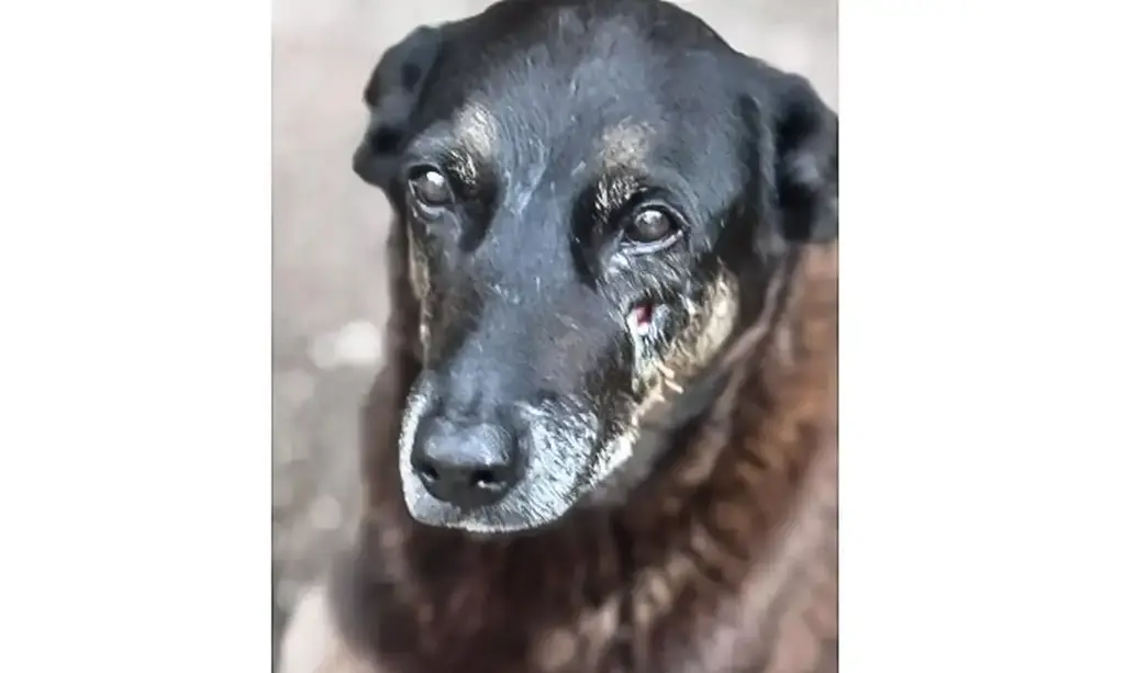 Caso Orelha: o que se sabe até agora sobre a morte do cão em SC