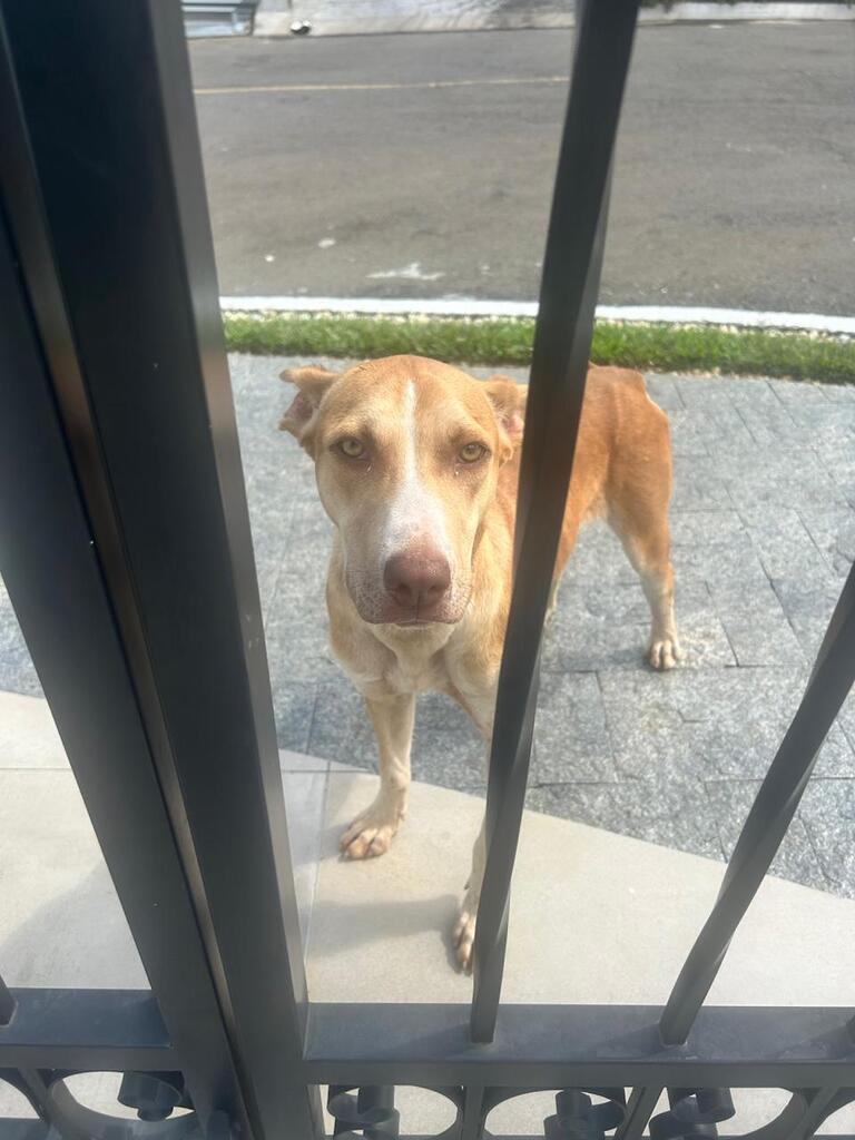Cachorra dócil é encontrada no Loteamento Roteiro do Sol e precisa de acolhimento definitivo