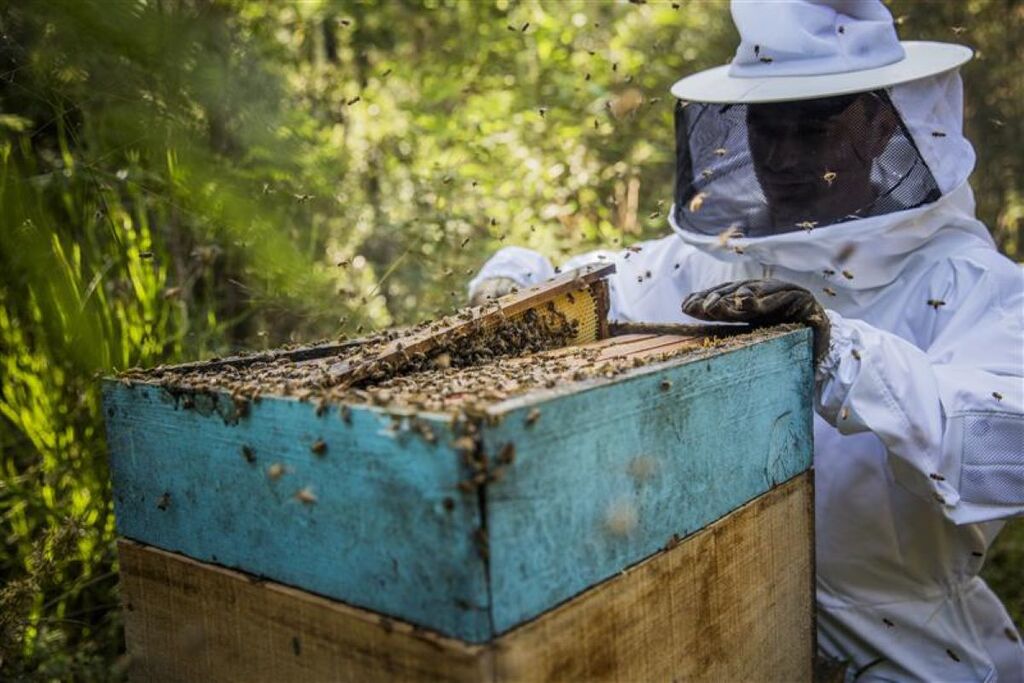 Mel da Serra Catarinense conquista primeira certificação FSC das Américas