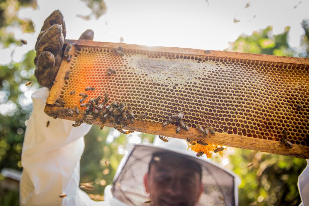 Mel da Serra Catarinense conquista primeira certificação FSC das Américas