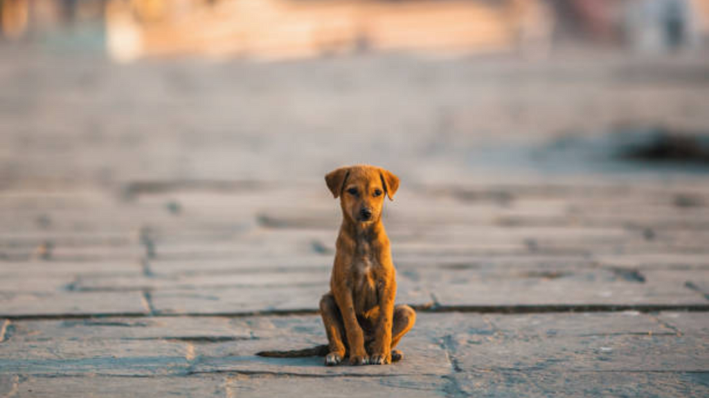 Imagem principal artigo