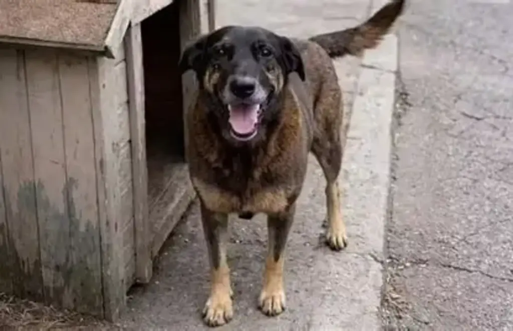 Polícia Civil conclui investigação sobre morte do cão Orelha e maus-tratos ao cão Caramelo em Florianópolis