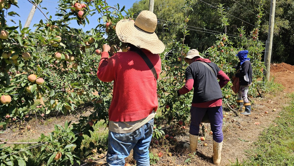 São Joaquim projeta safra de maçã acima de 440 mil toneladas