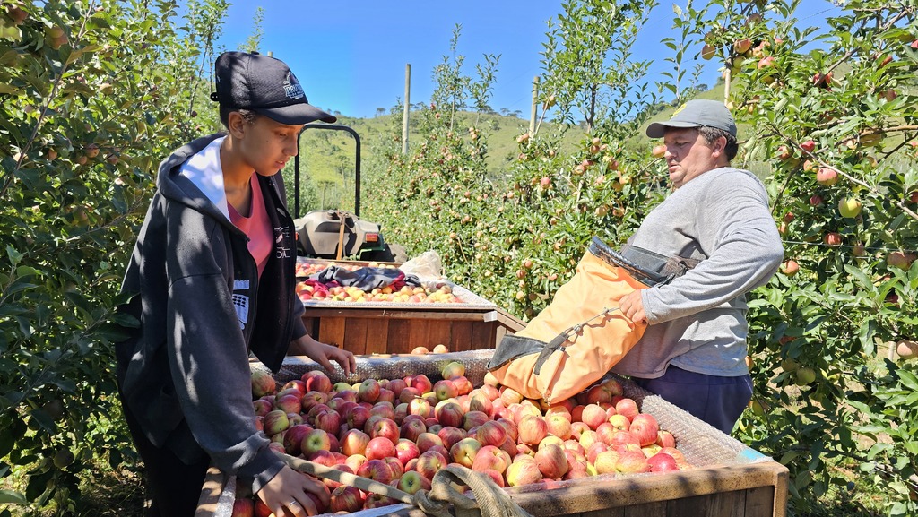 São Joaquim projeta safra de maçã acima de 440 mil toneladas