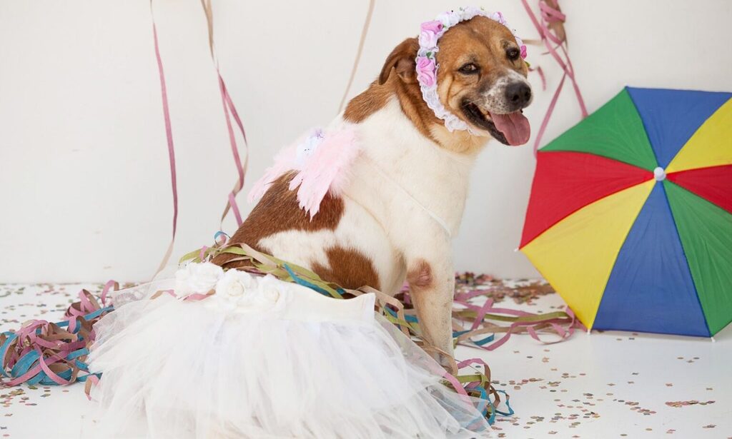 PetFolia do Carnaval de Joinville terá feira de adoção de cães e gatos no Expocentro