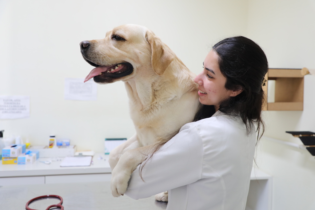 Hospital de Clínica Veterinária oferece estágio remunerado para estudantes externos