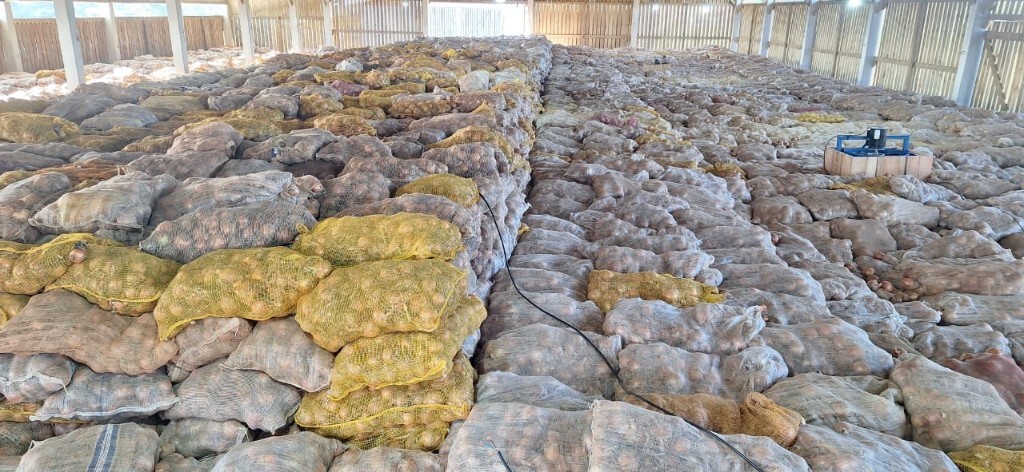 Preço da cebola cai pela metade, deixa produtores em apuros e prefeitura decreta emergência em SC