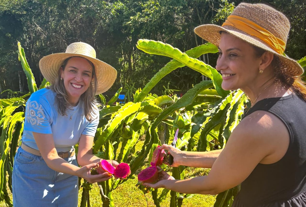 Pitaya ganha espaço na Serra Catarinense e reforça nova vocação da agricultura regional