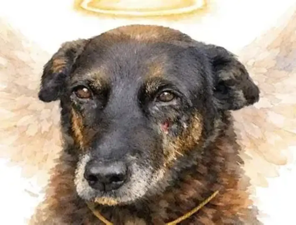 MPSC requer exumação do corpo do cão Orelha e novas diligências no caso da Praia Brava