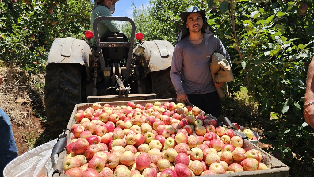 SC consolida a exportação de maçãs com a inspeção fitossanitária na origem