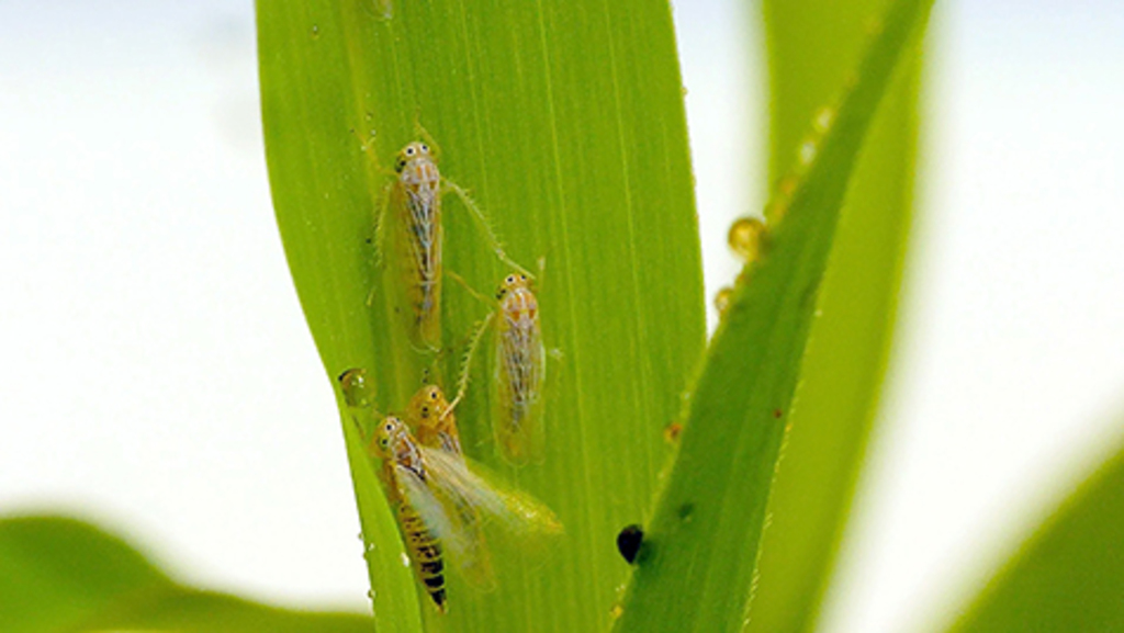 Praga registra menor incidência nas lavouras