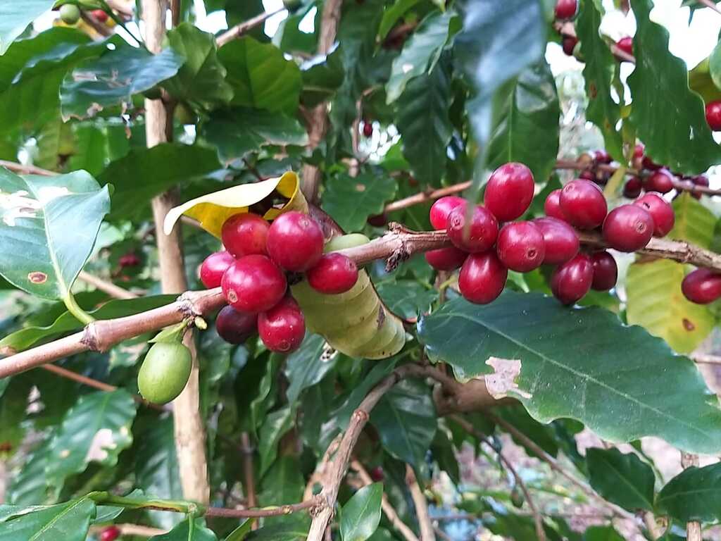 Café sombreado ganha incentivo e reforça tradição   histórica em Santa Catarina