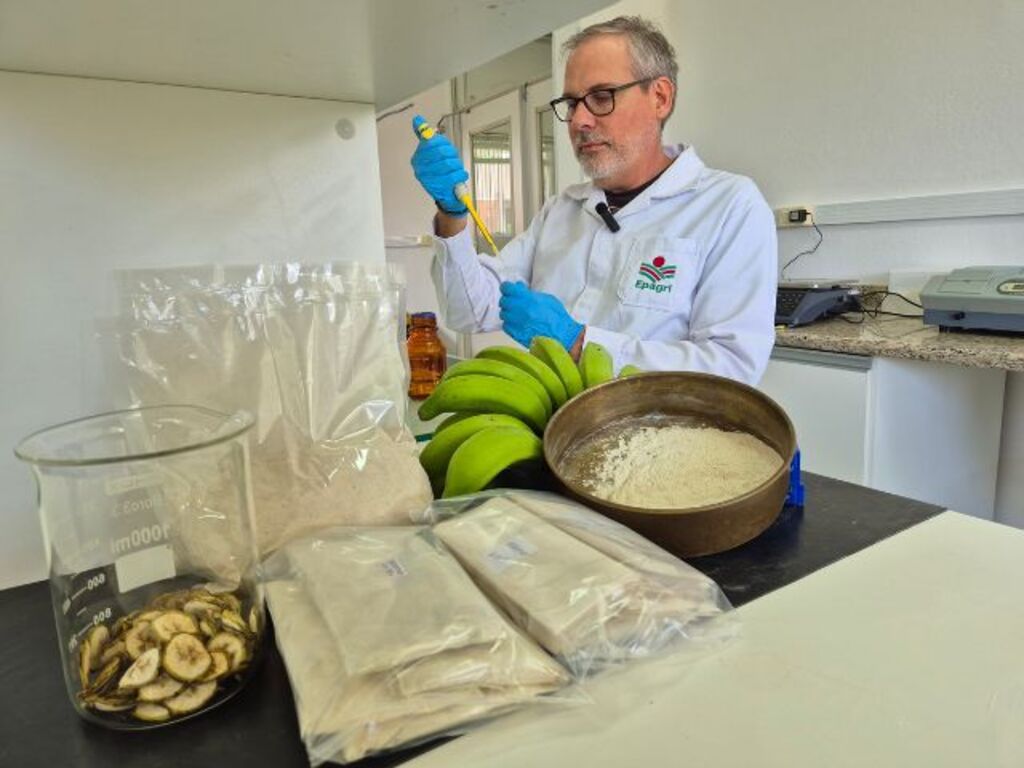 Epagri avalia cultivares de banana para elaboração de farinha com foco no mercado de produtos funcionais