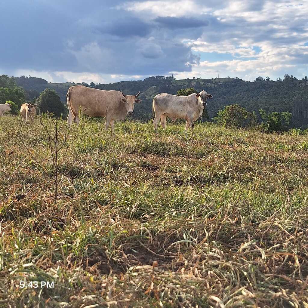 Estiagem impacta o meio rural e ações de apoio são intensificadas em São Miguel do Oeste