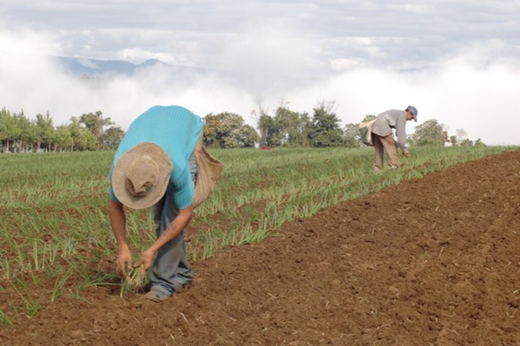 Deputado mobiliza debate sobre medidas de apoio aos produtores de cebola
