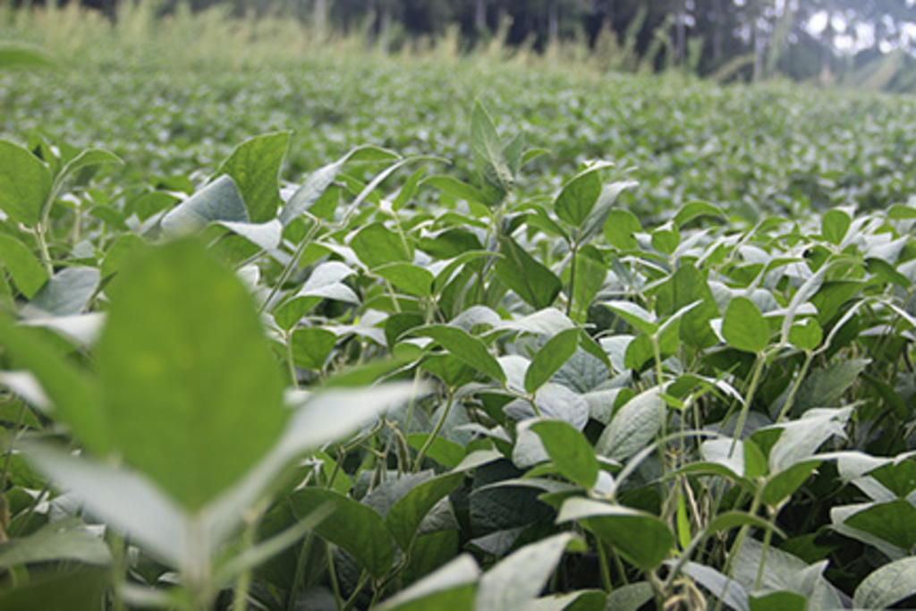 Safra deve bater  novo recorde