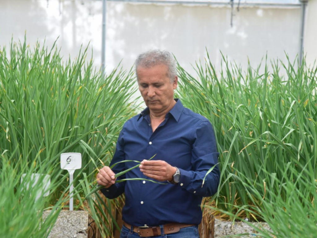 Epagri desenvolve cultivar de alho com potencial para novas regiões