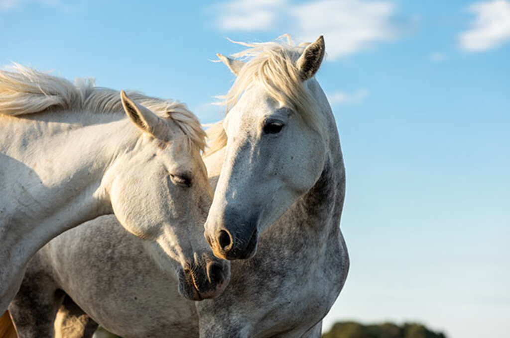 A Prefeitura de Três Barras através da Secretaria Municipal de Meio Ambiente informa que há um serviço de recolhimento de animais equinos.