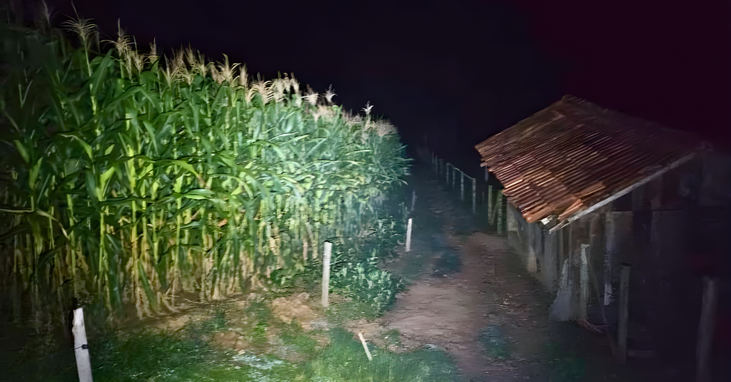 Bombeiros Voluntários de Presidente Getúlio localizam idoso desaparecido após duas horas de buscas