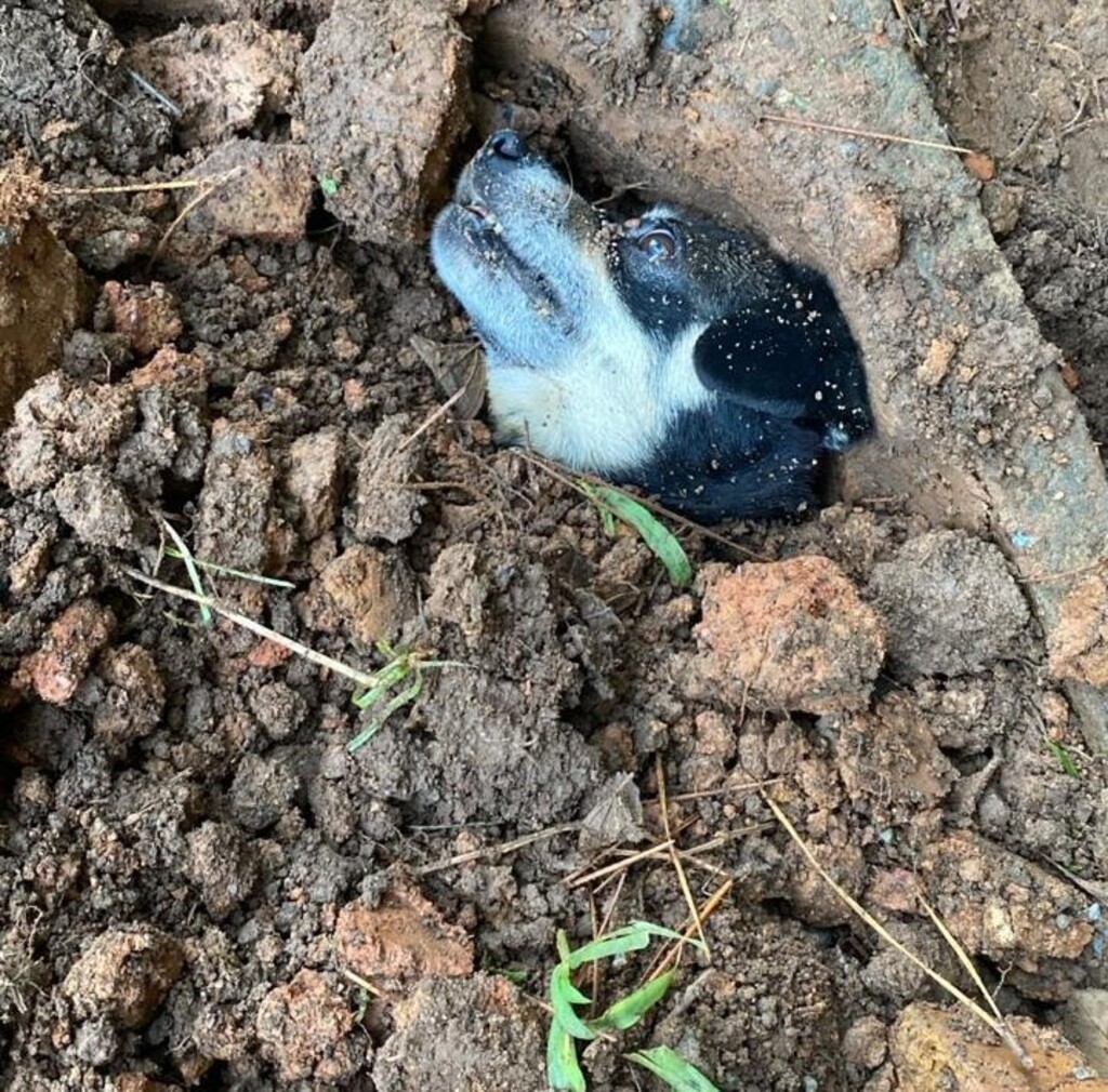 Polícia Civil cumpre mandados em Joinville após denúncia de maus-tratos contra cadela prenha
