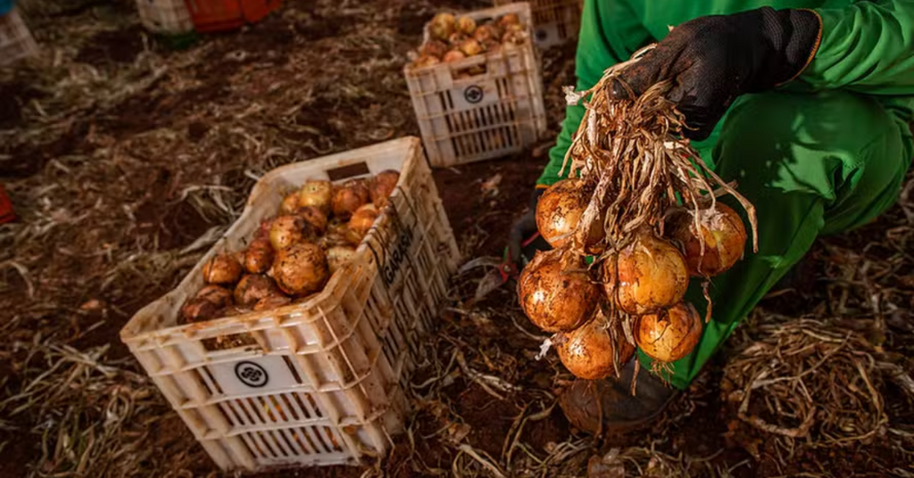 Cidades produtoras de cebola em SC decretam emergência por preços baixos