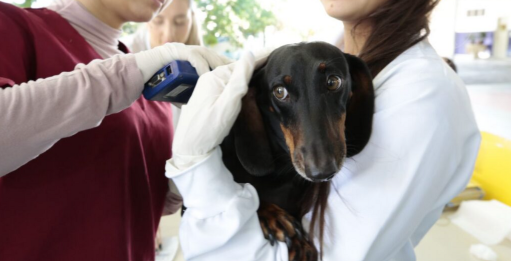 Mutirão gratuito em Joinville oferece microchipagem e vacina antirrábica para cães e gatos neste sábado