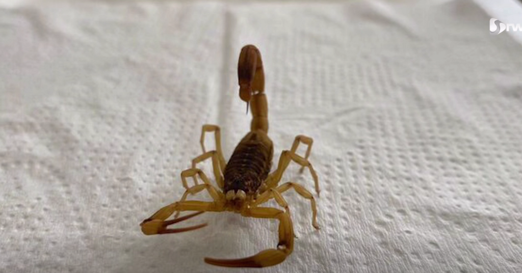 Prefeitura de Trombudo Central emite alerta para presença de escorpiões na área urbana e interior